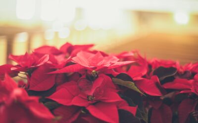How to Care for your Poinsettia