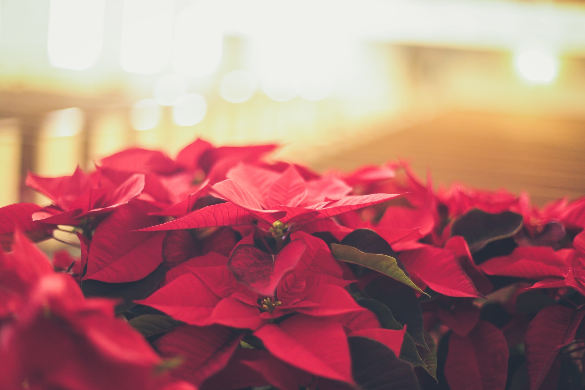 how to care for poinsettia