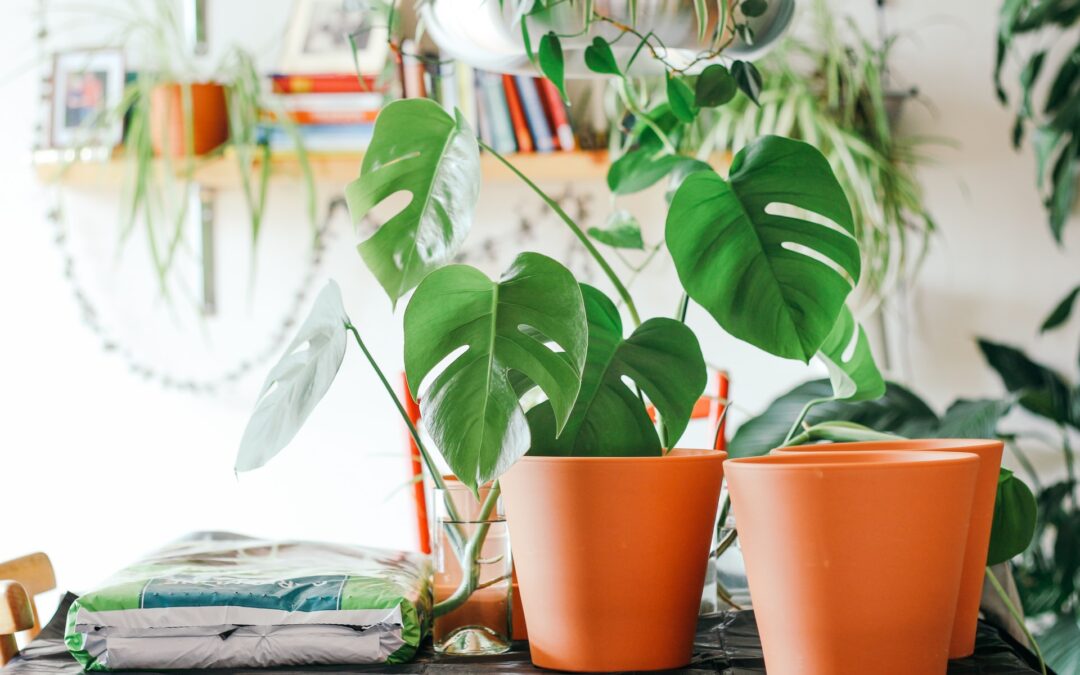 Repot Your Plants in 10 Steps