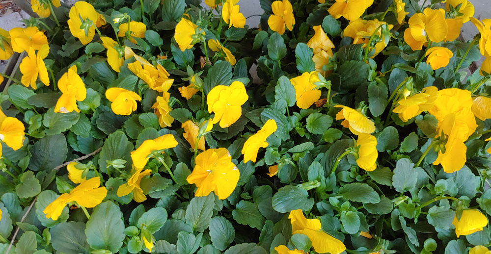 A Plethora of Pansies